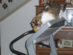 Scout on the treadmill, literally on it~